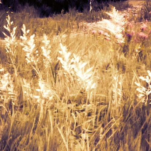 scs_1_26022302572700811_thumb