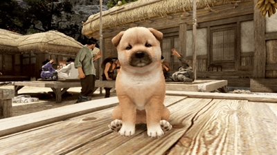 A New Friend from Korea, the Jindo!