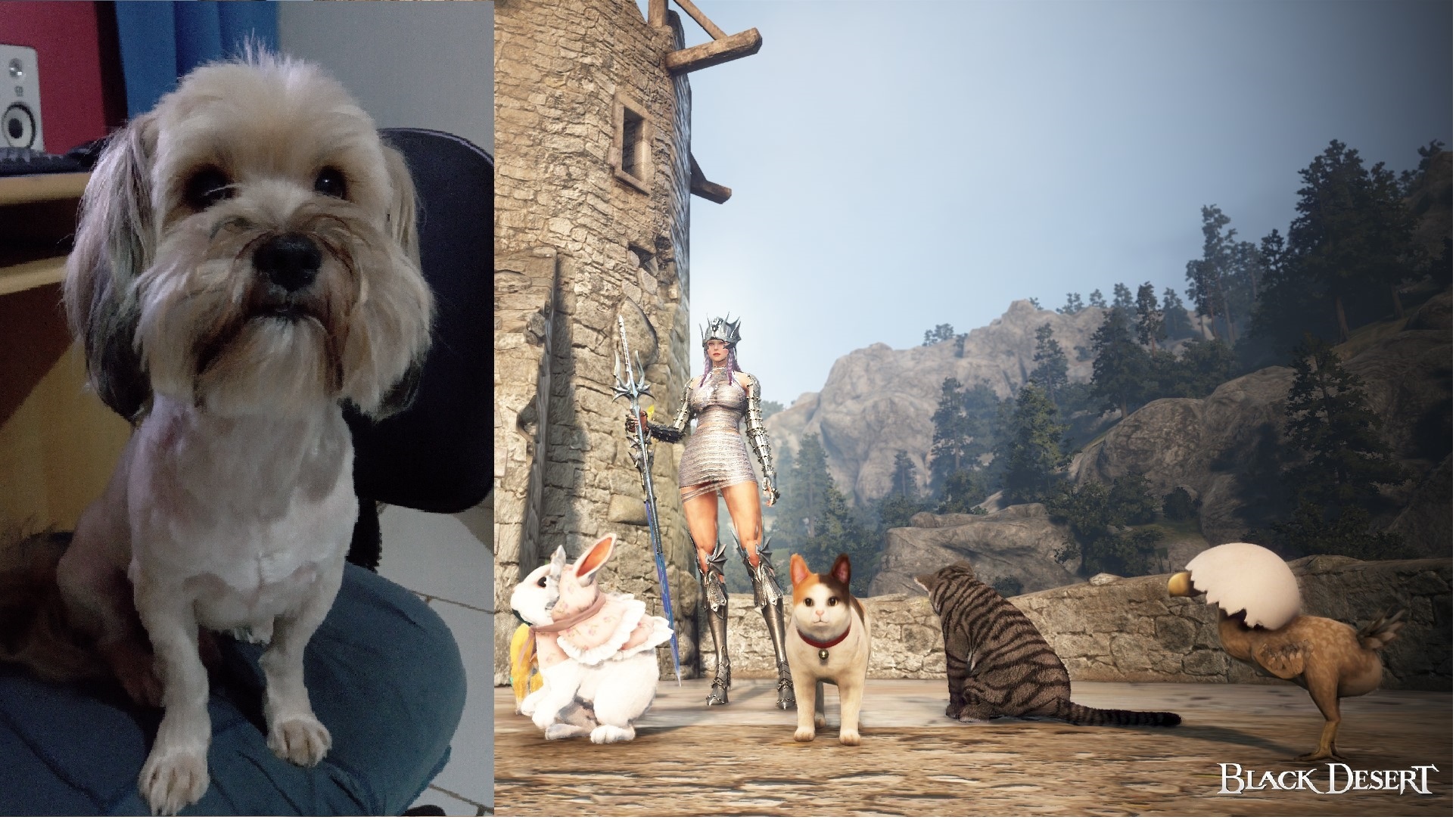 [Eventos] [Mascote] Meu cachorro Nick e meus pets no BDO | Black Desert SA