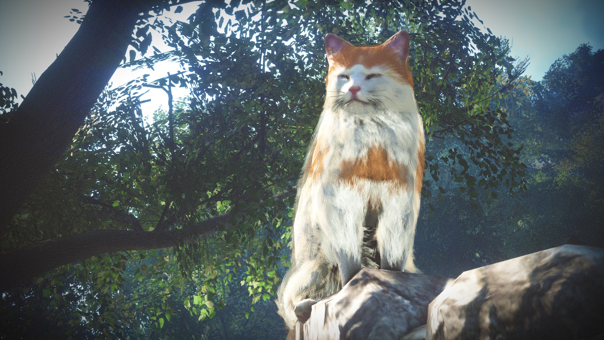 純攝影 貓 主視覺