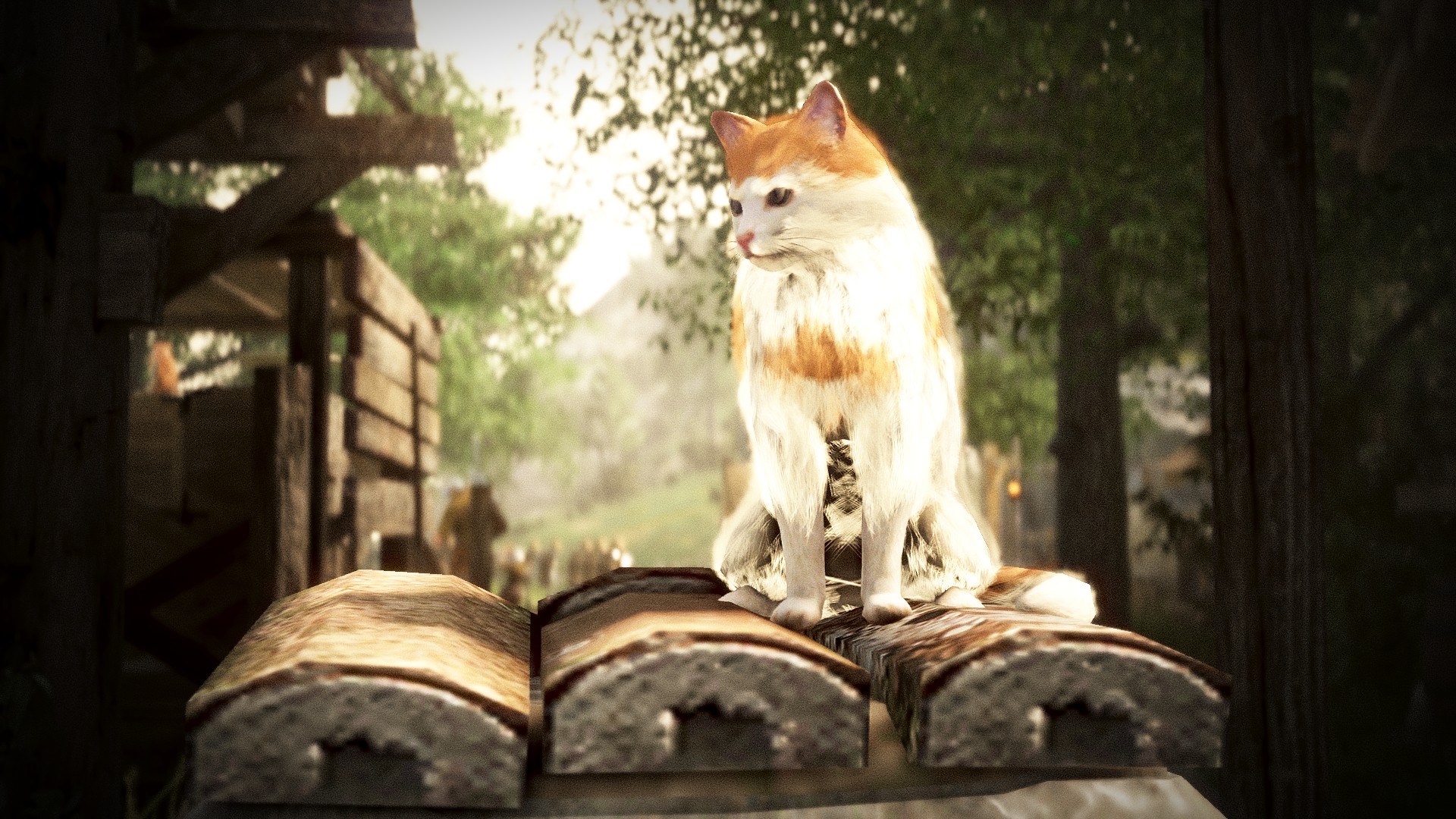 純攝影 貓 作品圖 02