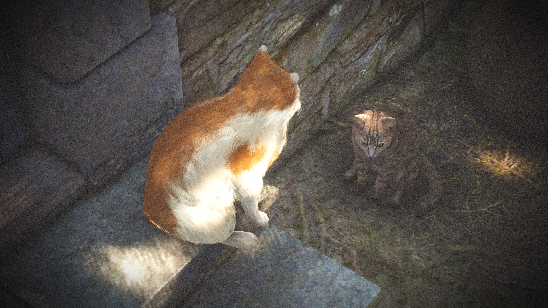 純攝影 貓 作品圖 04